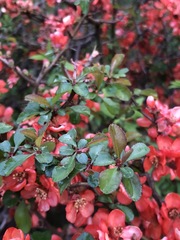 Chaenomeles speciosa