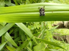 Elasmoscelis perforata