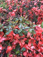 Chaenomeles speciosa