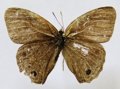 Cissia themis