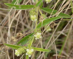Lippia rehmannii