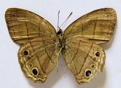 Cissia themis