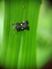 Elasmoscelis perforata