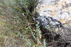 Hypericum lanuginosum