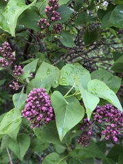 Syringa vulgaris
