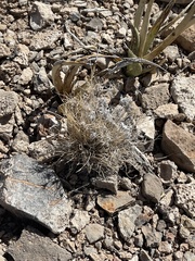 Dasyochloa pulchella