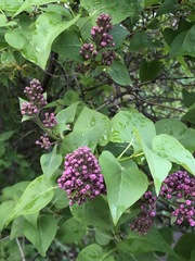Syringa vulgaris