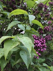 Syringa vulgaris