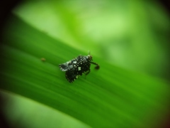 Elasmoscelis perforata