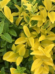 Euonymus