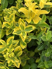 Euonymus