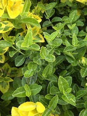 Euonymus