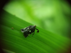 Elasmoscelis perforata