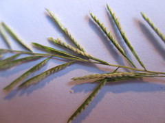 Paspalum candidum