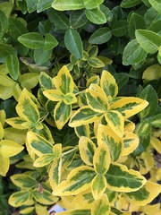 Euonymus