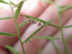 Paspalum candidum