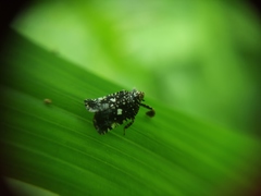 Elasmoscelis perforata