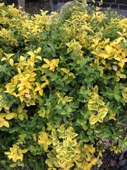 Euonymus
