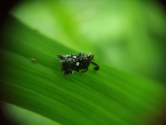 Elasmoscelis perforata