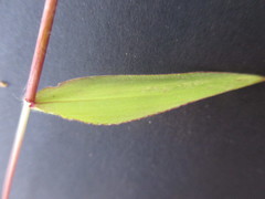Paspalum candidum