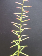 Paspalum candidum