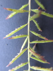 Paspalum candidum