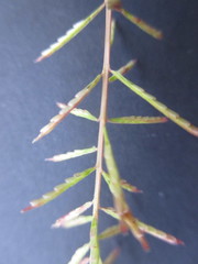 Paspalum candidum