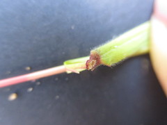Paspalum candidum