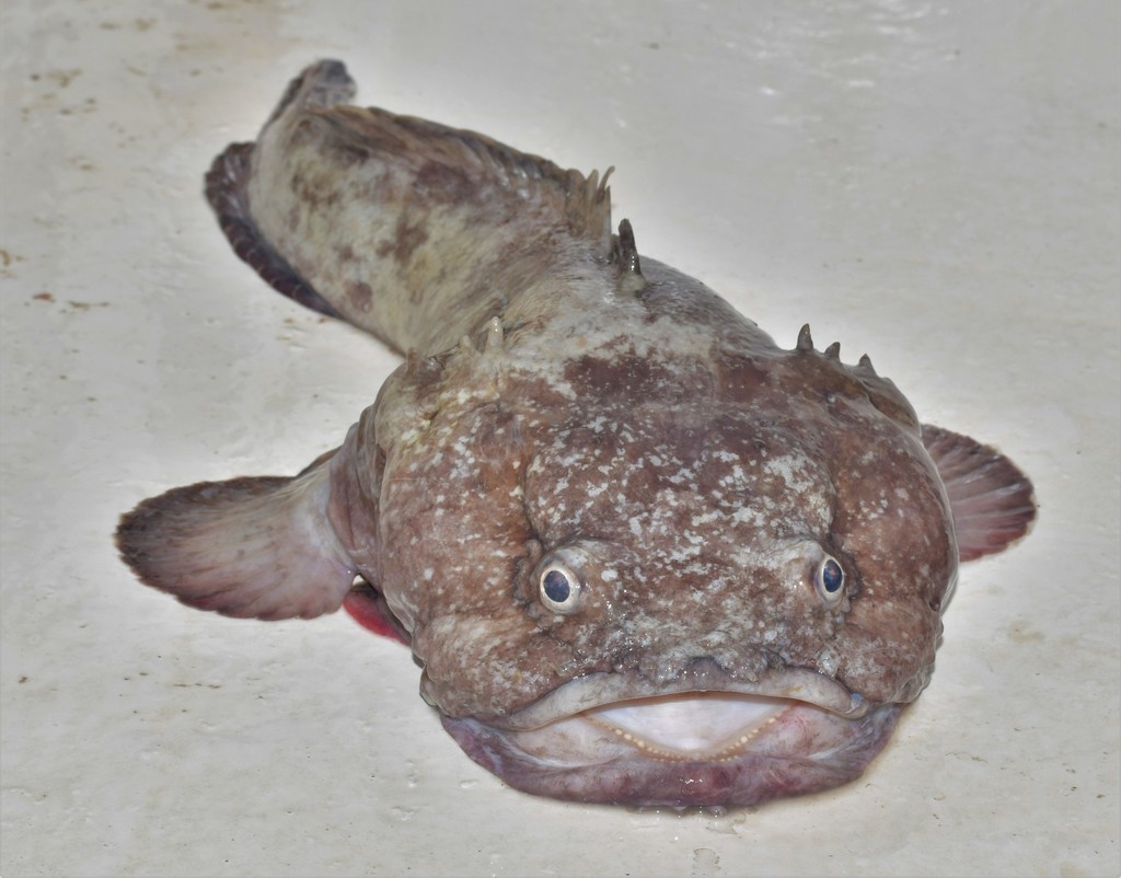 Batrachoides pacifici from Guayaquil, ECGU, EC on May 05, 2021 at 04