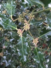 Ilex aquifolium