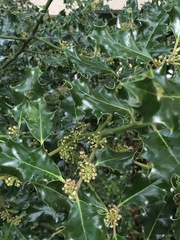 Ilex aquifolium