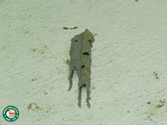 Trypoxylon albitarse