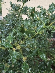 Ilex aquifolium
