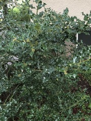 Ilex aquifolium