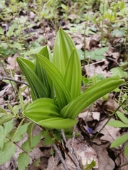Veratrum lobelianum