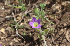 Campanula hierosolymitana