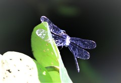 Pornothemis starrei
