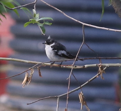 Ficedula semitorquata