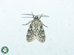 Delphyre maculosa