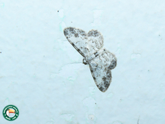 Physocleora taeniata