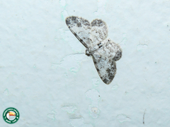 Physocleora taeniata