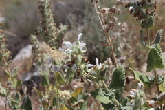 Salvia dominica