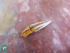Semiotus serraticornis