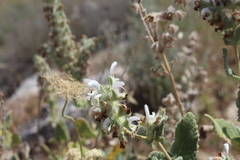 Salvia dominica