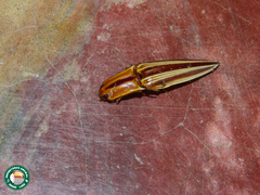 Semiotus serraticornis