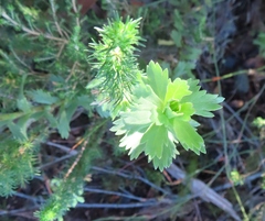 Ursinia caledonica
