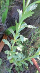 Ursinia caledonica