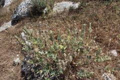 Salvia dominica
