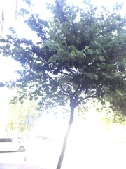 Cercis siliquastrum