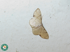 Ptychamalia perlata